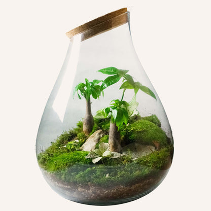 Super ensemble de terrarium